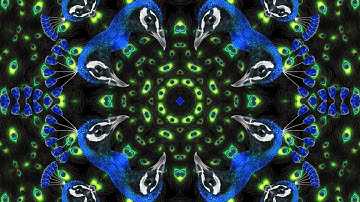 Green peacock dance Vj Loop Video | 4K Video | No Copyright Motion Background Video