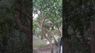 💔 Tune Bechain Itna Kyun Kiya | Nature + Feelings#TuneBechainItnaKiya #SadSong #EmotionalVibes 🌹🌹🌸