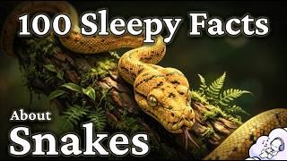 Snakes: The Calm Science of Nature’s Most Misunderstood Reptile