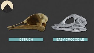 Why do Birds have baby Crocodile skulls?