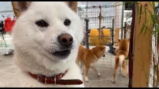やらかした姉犬を見て気まずい雰囲気になる兄妹犬www 柴犬みかんと白柴q太郎の日常
