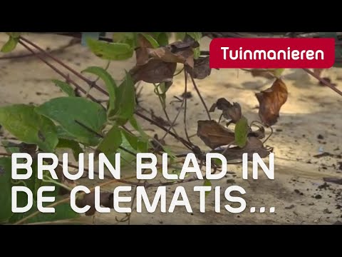 Waarom heeft de Clematis bruin blad? | Ziektes en plagen | Tuinmanieren