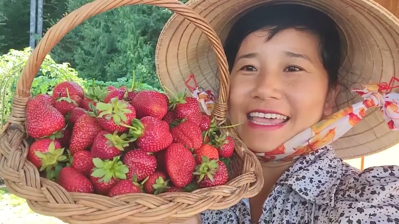 FULL VIDEO THU HOẠCH DÂU TÂY NGUYÊN RỔ 