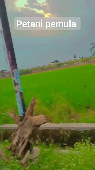 anak kota jadi petani otodidak!