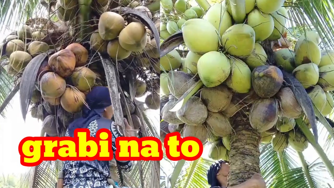 Gipalabian Naman ni og abuno sa tag iya dol grabi ka dasok og bunga🌴🥥