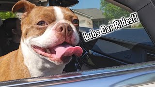 My Boston Terrier Dogs LOVES Car Rides! | THEY SO EXCITED