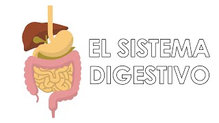 El maravilloso sistema digestivo