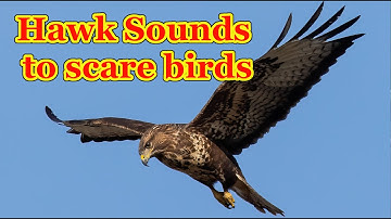 Hawk sounds to scare birds 🦅  7 hours