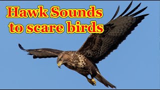 Hawk sounds to scare birds   7 hours