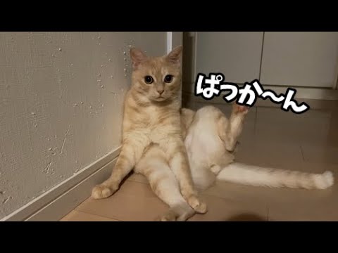 変な格好で固まる猫