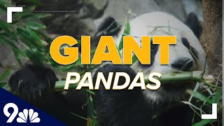 Giant pandas recently taken off endangered list