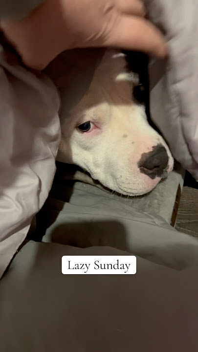 Lazy Sunday Vibes with Benji #LazySunday#BenjiThePitbull #CozyVibes #SundayMood #DogLife #dog#sunday