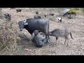 the life in the buffalo farm || lajimbudha || Nepal🇳🇵||
