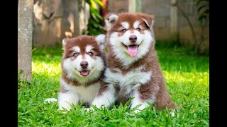 Cute Puppy: Baby Alaskan Adorable Moment Compilation #1 || Pets N' Loves