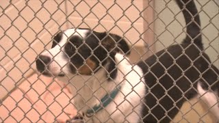 Pet Saver: 'We have a lot' of dogs for adoption at Portage County Humane Society