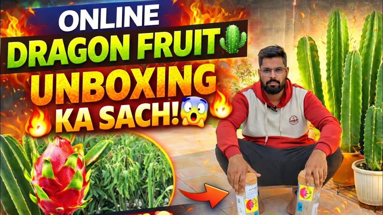 Online Dragon Fruit Plants ki Unboxing ka Sach 😱
