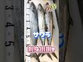 サワラ三枚おろし【刺身用】皮引きまで全工程 #サワラ刺身 #サワラ捌き #サワラ