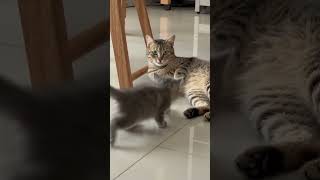 Mum cat Feeding to fluffy little kitty