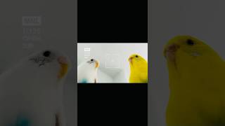 Adorable Budgie Duo (Kirby&amp;Coco): Up-Close Bird Cam #budgies #parakeet #petshorts #funnyshorts