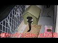 極寒の真夜中に小屋で野良猫が暖まって行きました