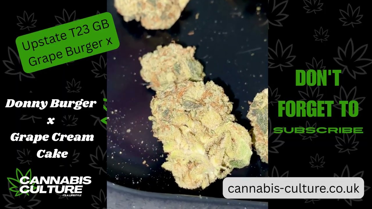 UK Medical Flower | Upstate T23 Grape Burger