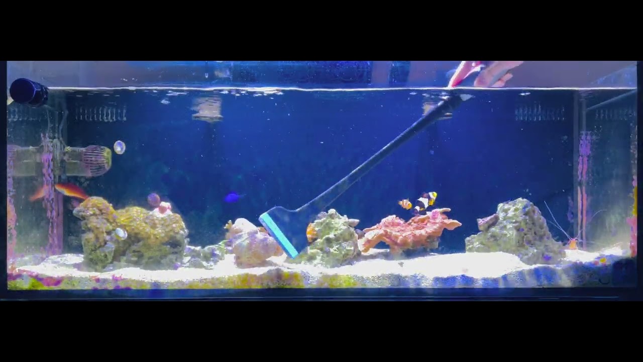 Marine Fish Tank Glass Cleaning