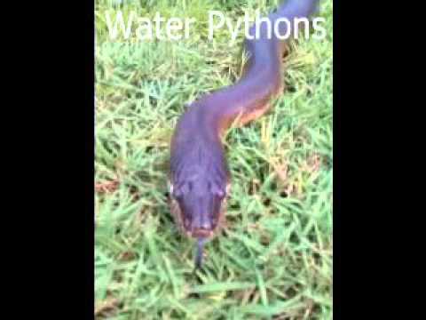 Carpet and Water pythons