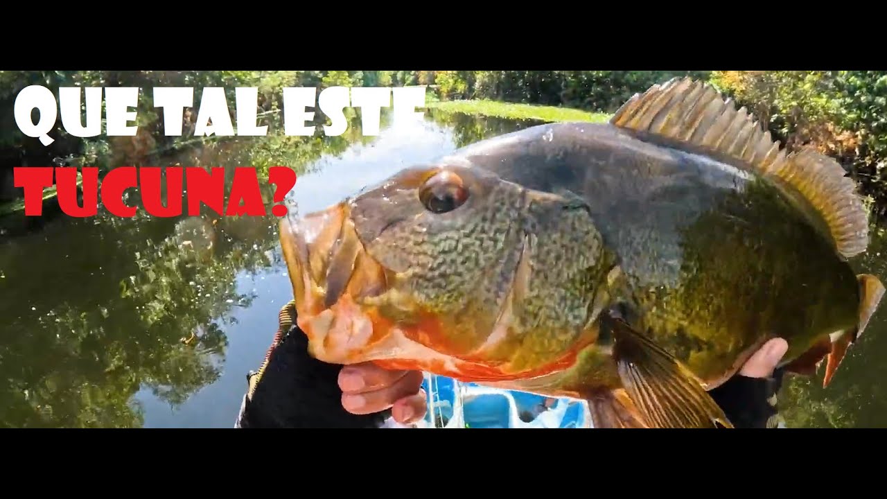 ERCULANO 105 O dia das SAICANGAS e TUCUNARÉS, parte1