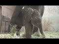 アジアゾウの誕生～東山動植物園～ の動画、YouTube動画。