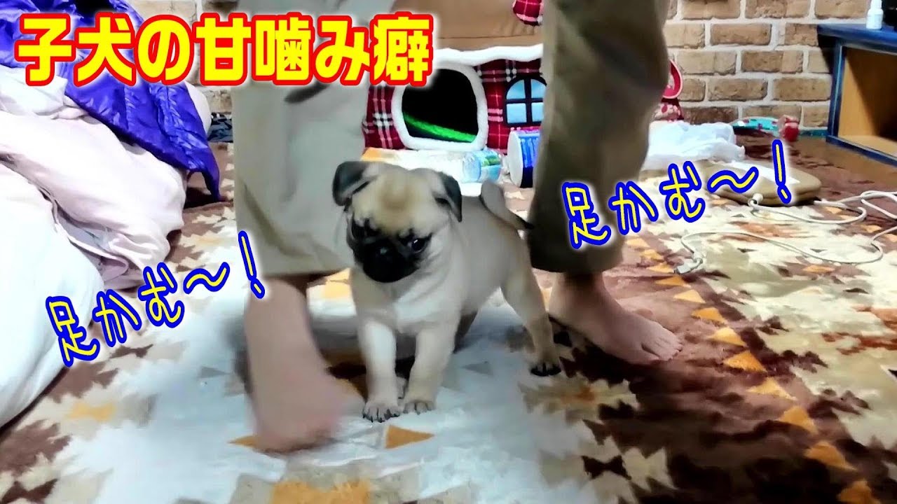 子犬の甘噛み 飼い主の足に噛みつく赤ちゃんパグ うちのパグ おまめ日記 甘噛み癖は子犬のときに躾けてなおして上げて下さい 体験談より Youtube