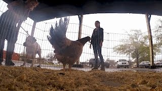 Mariah Torres Is Alektorophobic--You Know, Scared of Chickens Content