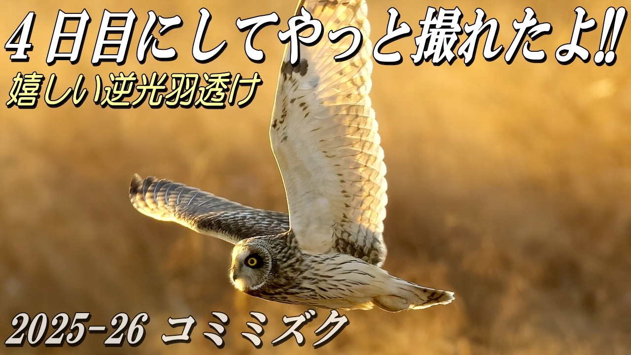 【コミミズク、４日目にしてやっと】狙いの逆光、羽透けが撮れました！！