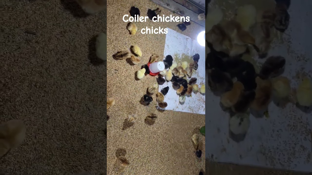 coiler chicks// coiler farming 
