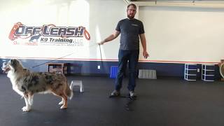 australian shepherd anxiety