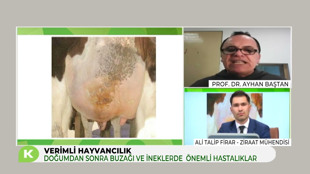 DOĞUMDAN SONRA BUZAĞI VE İNEKLERDE ÖNEMLİ HASTALIKLAR