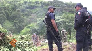 Destruyen más de 43 mil plantas de marihuana en Villa Madero