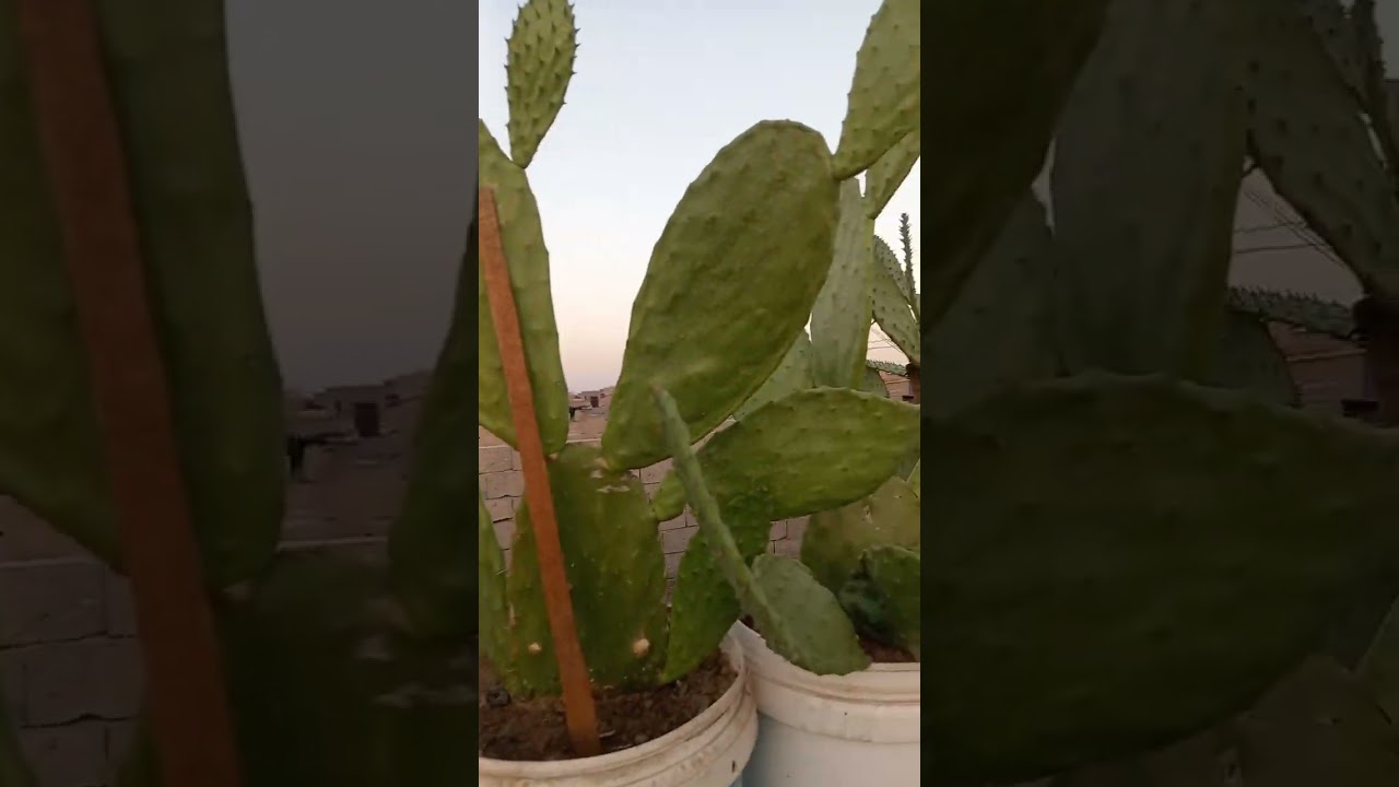 نتيجة تسميد نبات التين الشوكي باحماض امينيه وكالسيوم وان بي كي عشرينات فرق يوم واحد