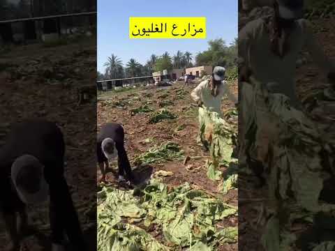 مزارع الغليون في ولاية شناص