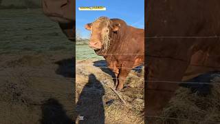 LIMUZIN Poroda ishqibozlari uchun zo‘rlaridan!!! 💗💗💗 #limuzin #simmental #angus #aulikol