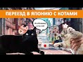 Как переехать в Японию с котами? Интервью со студентами и их домашними питомцами