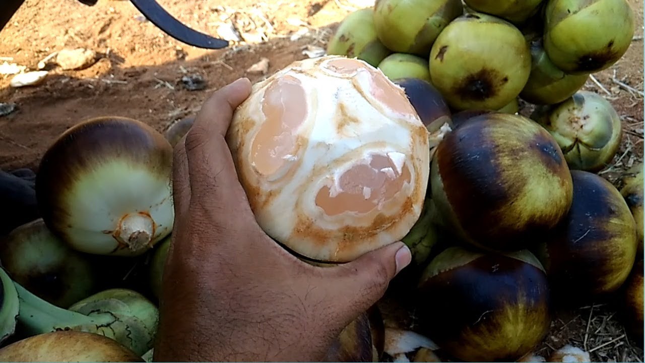 Palmyra fruit(తాటి ముంజలు) Health Benefits and uses in telugu YouTube