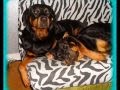 mes rott d amour.wmv