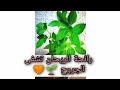 زراعة الريحان من غصن ريحان والطريقه مضمونه