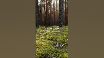 شهر رمضان الذي أنزل فيه القرآن هدى للناس | القارئ: حاتم المالكي