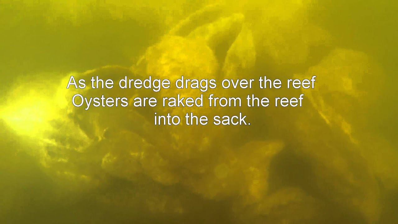 Understanding the Oyster Dredge YouTube