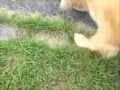 くーちゃんはいたずらっ子