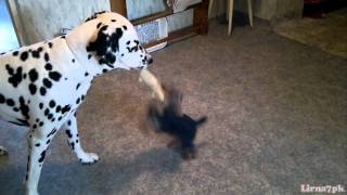 Yorkshire terrier puppy and Dalmatian