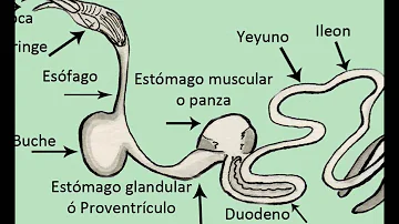 ¿Cómo se llama el estómago de las aves?