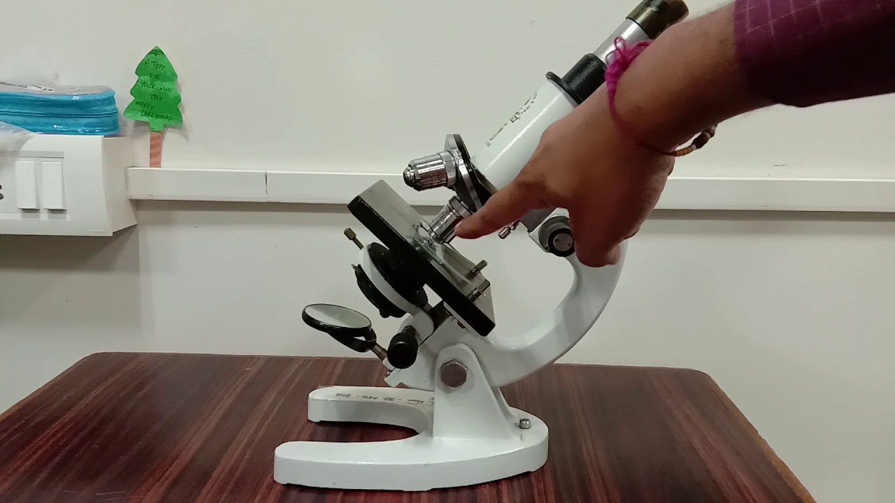VIEWING A DICOT LEAF UNDER MICROSCOPE | BIOLOGY DEMONSTRATION | BOTANY ...