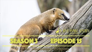 A Wild Animal Kingdom  Season 3, Episode 15  Climbing Critters